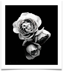 tea roses - Rob Shaw